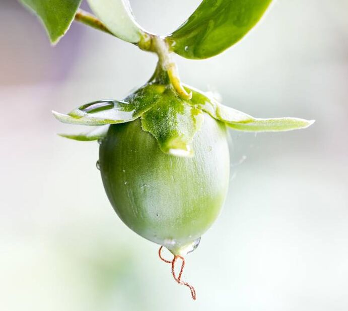 Nawilżający olejek przeciwzmarszczkowy pozyskiwany z owoców jojoba